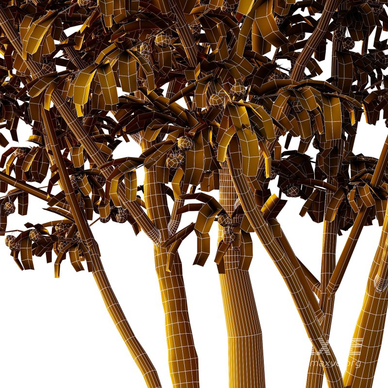 Prunus pseudocerasus Fruit Tree 05 - Image 4