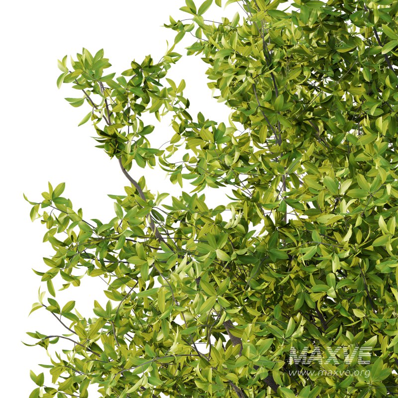 Osmanthus Fragrans Tree 01 - Image 5