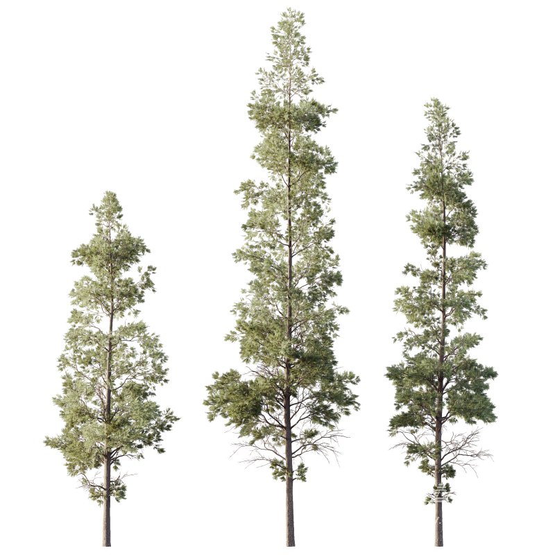 AV Plants Chamaecyparis Thyoides Winter Snow - Image 2