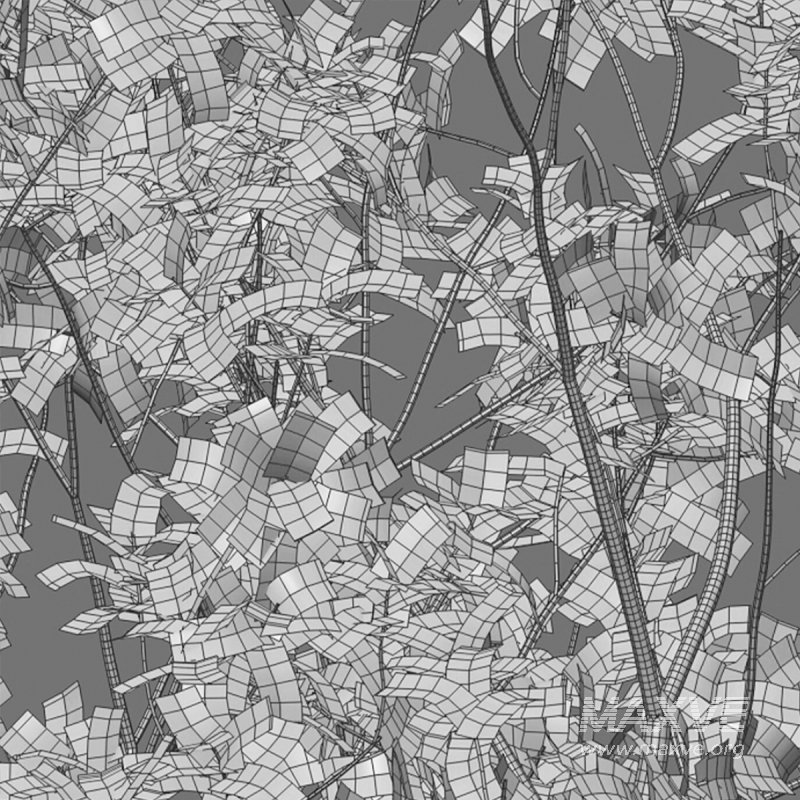 Barringtonia acutangula – green - Image 6