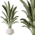AV Indoor plants set 196 Citrus Fruit Orange and Arbequina Olive and Robusta Abidjan and Aloifolia Rostrata Palm and Banana Strelitzia Nicolai - Thumbnail 3