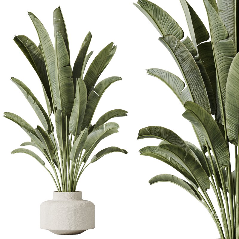 AV Indoor plants set 196 Citrus Fruit Orange and Arbequina Olive and Robusta Abidjan and Aloifolia Rostrata Palm and Banana Strelitzia Nicolai - Image 3