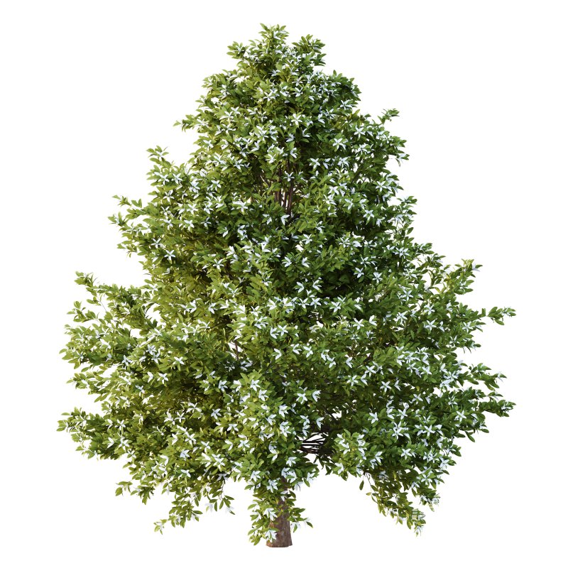 Michelia Maudiae Tree 03 - Image 3