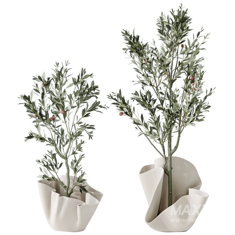 AV Indoor plants set 194 Lemon Lime Cane Dragon and Schefflera Arboricola Umbrella and Bird Of ParadiseBird and Mission Olive Tree - Image 3