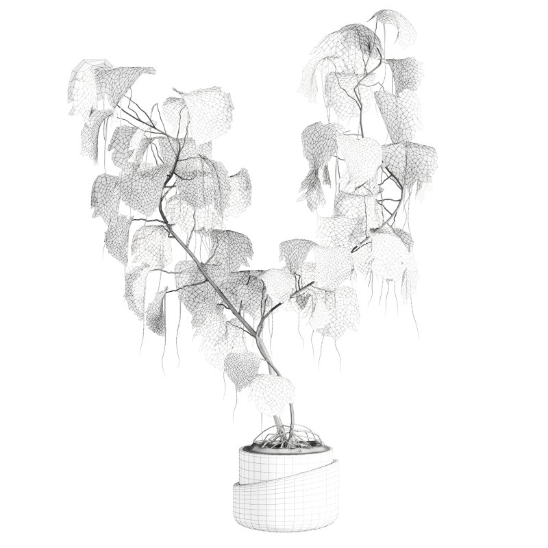 monstera plant - Image 4