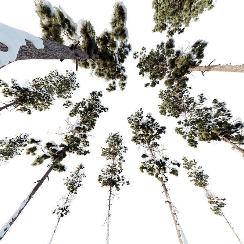 AV Plants Pinus Palustris Winter Snow - Image 2