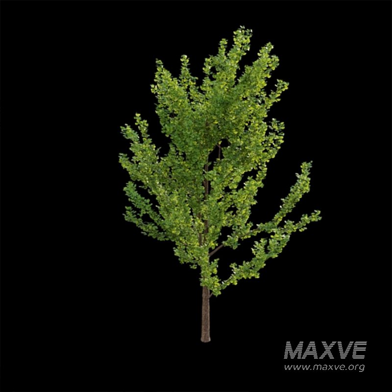 Ginkgo biloba 02 - Image 2