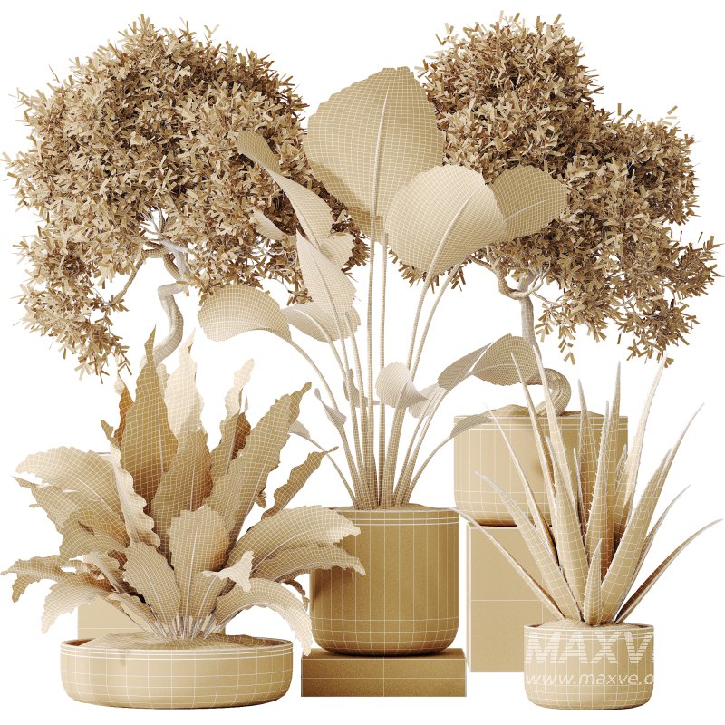 AV Indoor plants set 192 Mission Olive and Banana Strelitzia and Lily Domino and Aloe Vera - Image 8