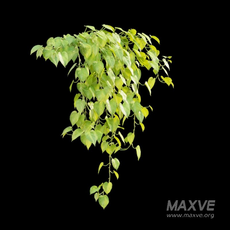 Epipremnum aureum – Money plant - Image 4