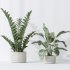 AV Indoor plants set 195 Mission Arbequina Olive and Ficus Microcarpa Moclame and Zamiifolia Araceae and ParadiseBird - Thumbnail 4