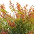 Berberis vulgaris – European barberry – Common barberry 01 - Thumbnail 5