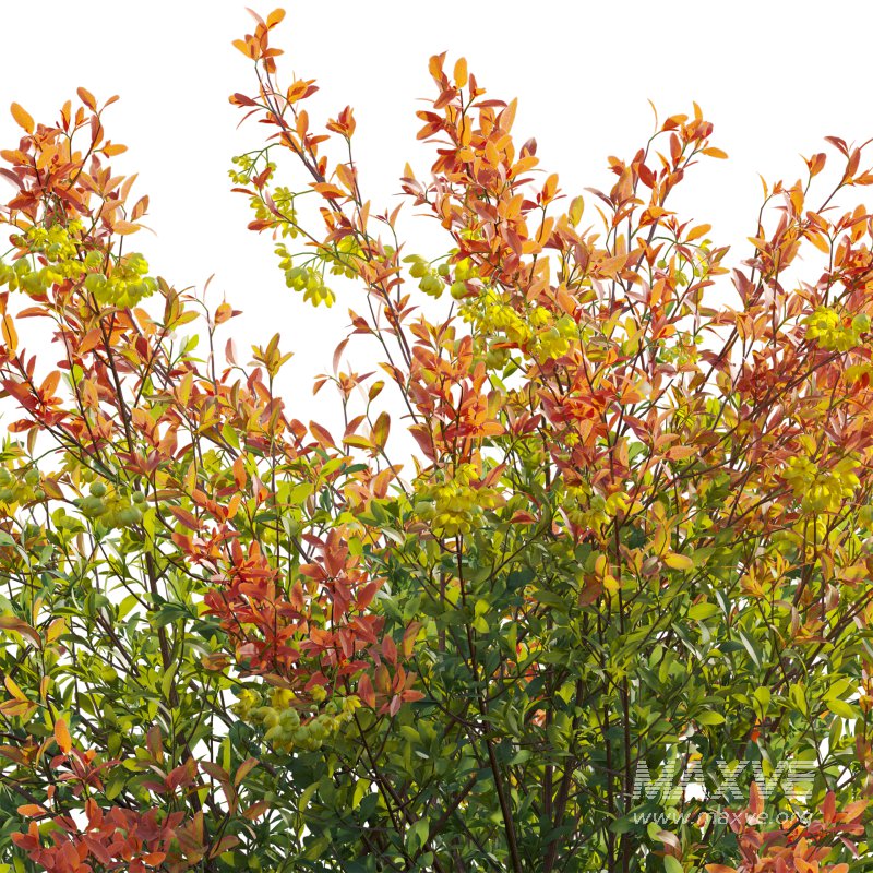 Berberis vulgaris – European barberry – Common barberry 01 - Image 5