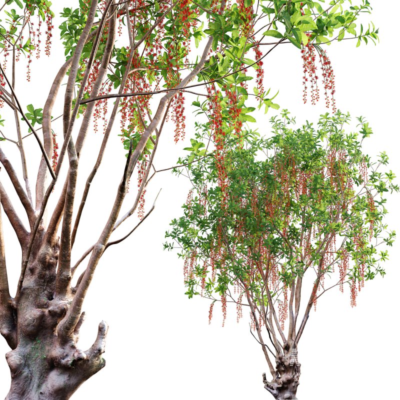 Barringtonia acutangula – flower - Image 1