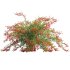 Berberis vulgaris – European barberry – Common barberry 02 - Thumbnail 3