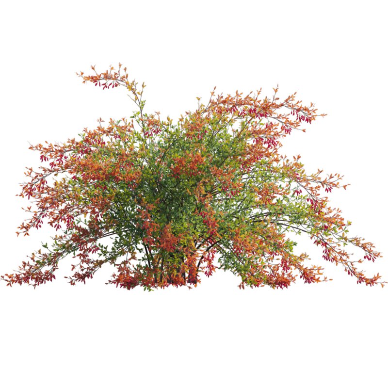Berberis vulgaris – European barberry – Common barberry 02 - Image 3