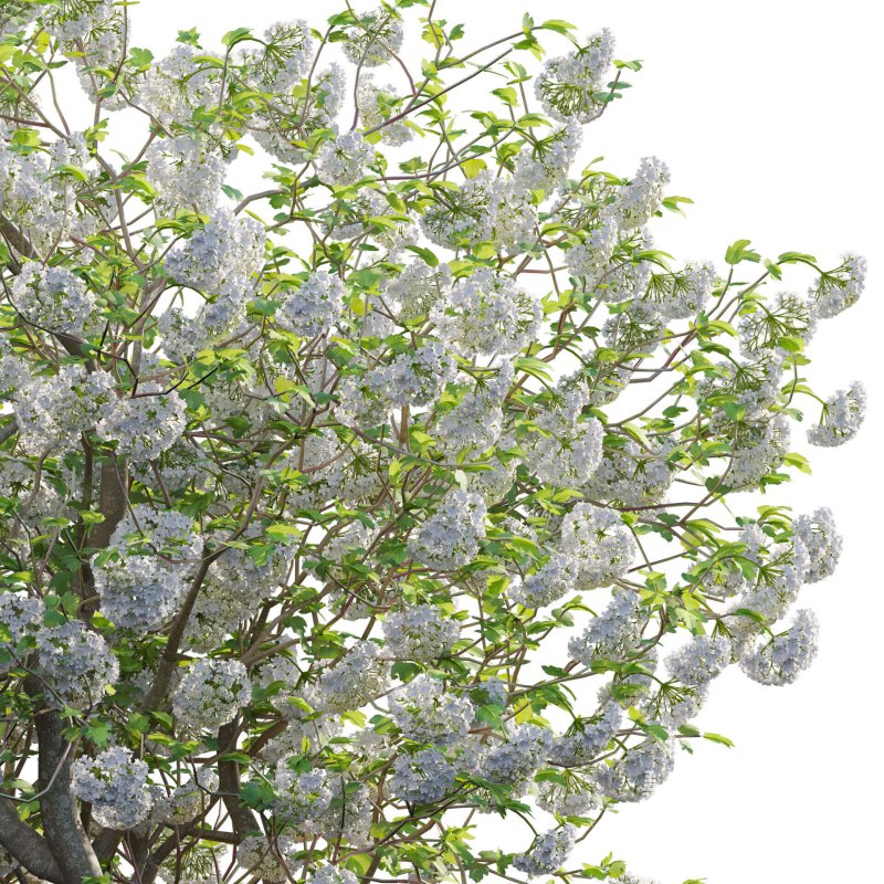 Viburnum opulus Roseum – European Cranberry bush 03 - Image 3