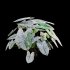 Caladium White Christmas – Angel Wings 02 - Thumbnail 3