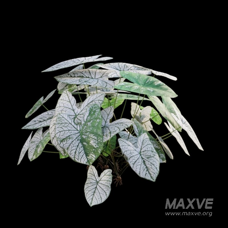 Caladium White Christmas – Angel Wings 02 - Image 3