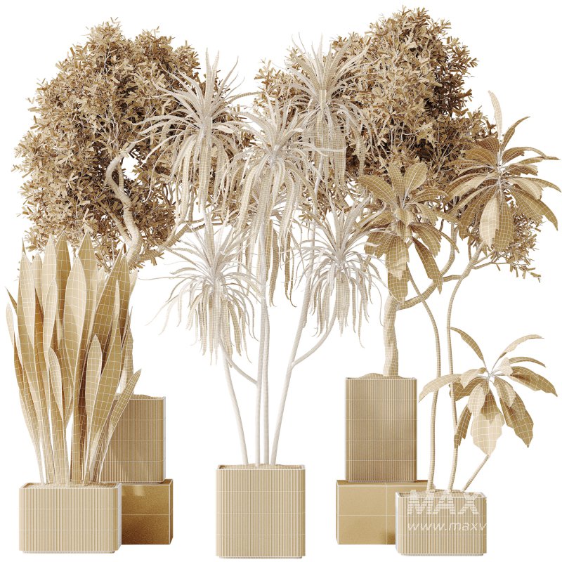 AV Indoor plants set 193 Mission Arbequina Olive and Lemon Lime Cane Dragon and Ficus African Fig and Green Sansevieria - Image 9