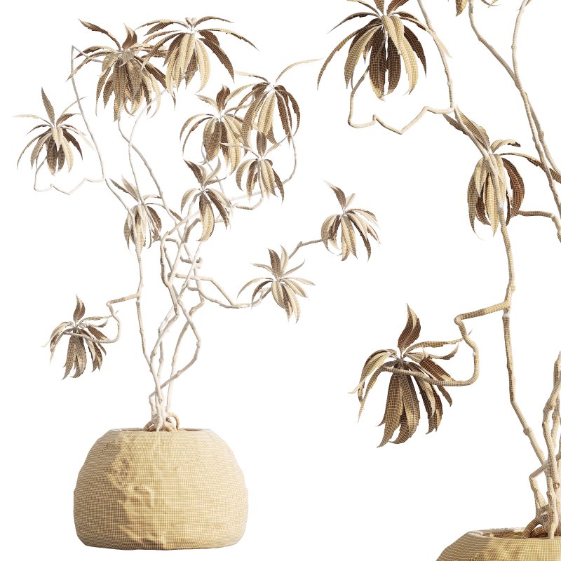 AV HousePlants Japandi Decorative Minimalism Ficus Dracaena Marginata03 - Image 3