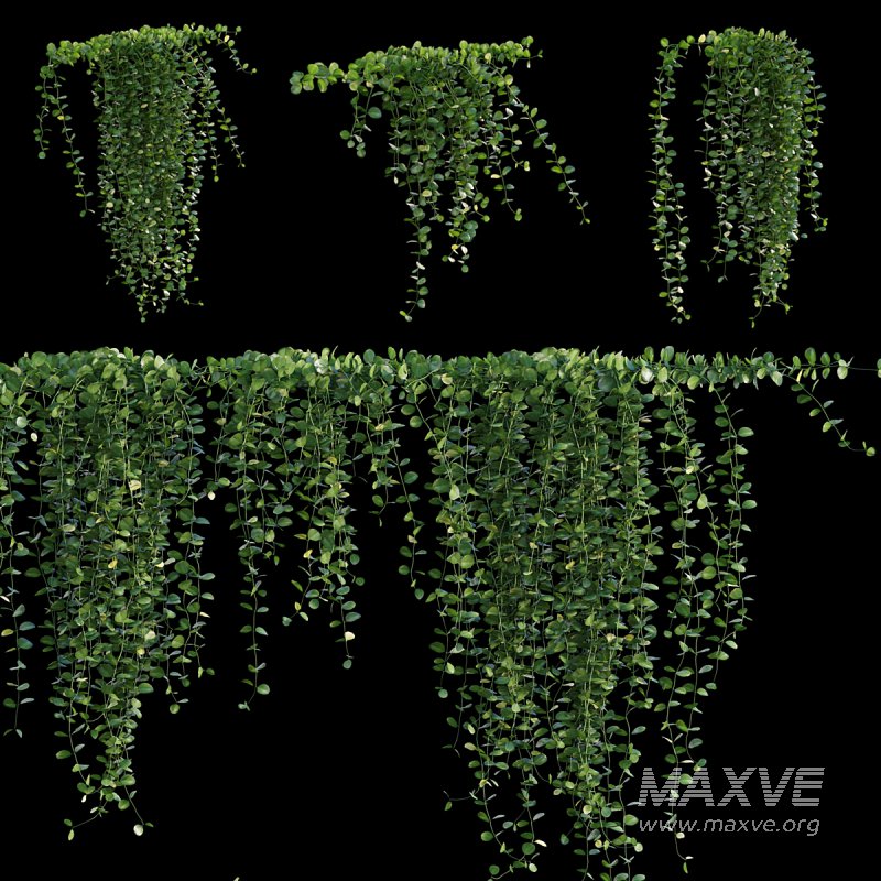 Dischidia Species – Rain of Coins - Image 1