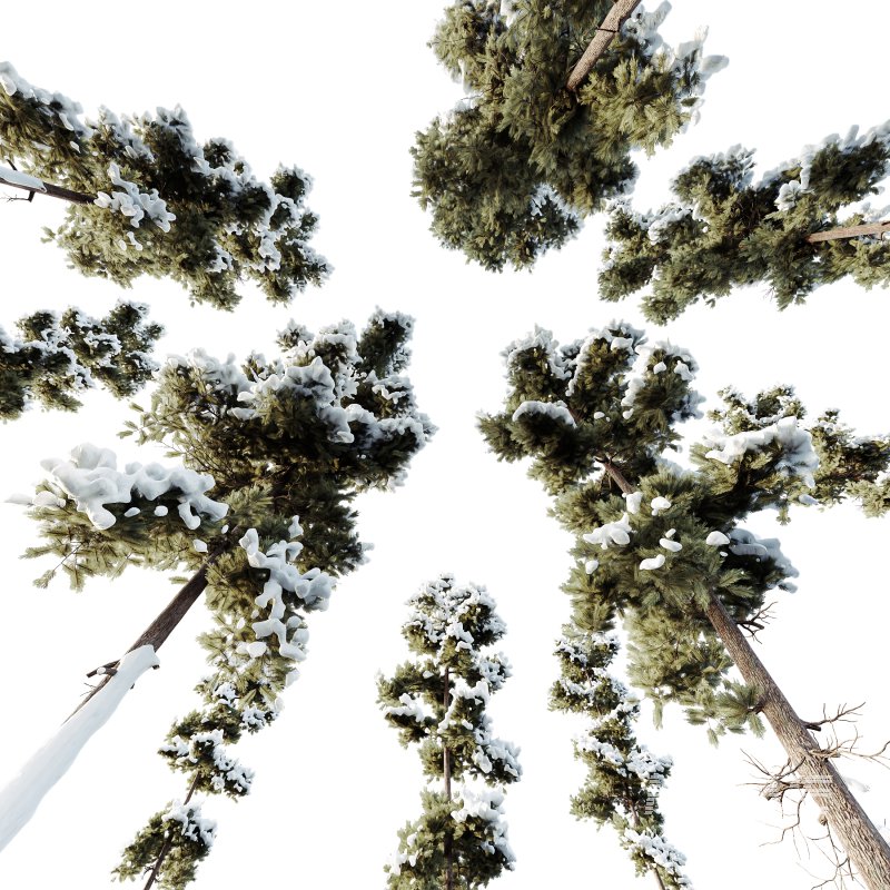 AV Plants Pinus Echinata Winter Snow Set02 - Image 2