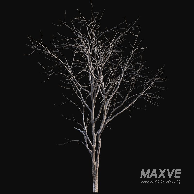 Juglans regia – Common walnut – winter – snow - Image 4