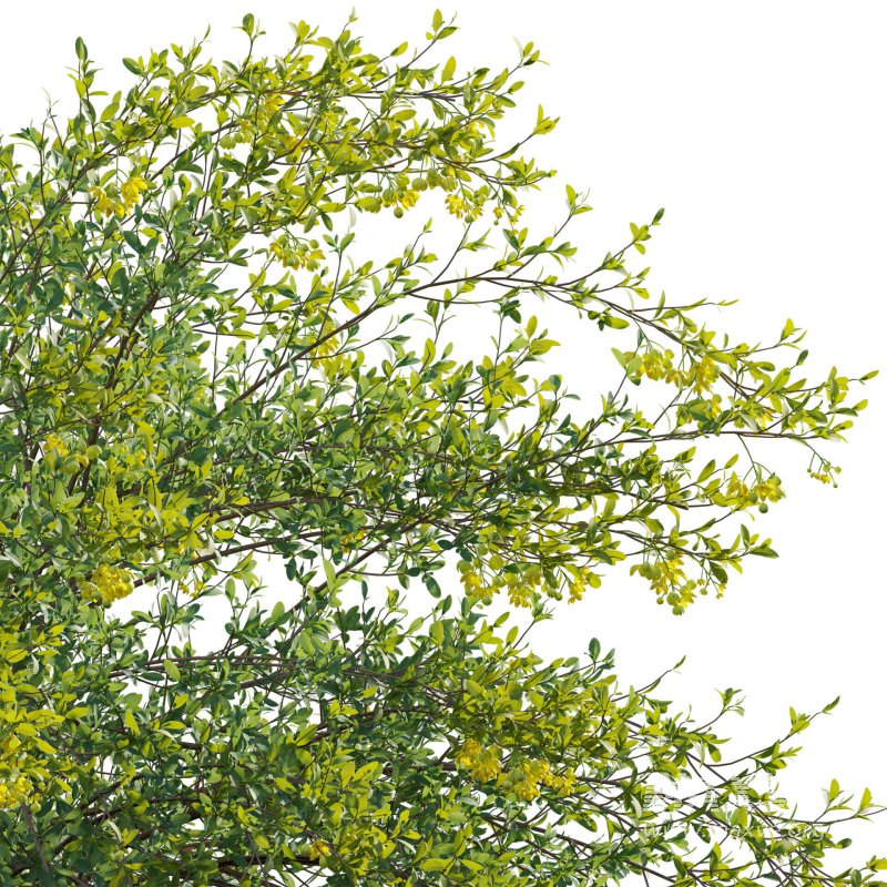 Berberis vulgaris – European barberry – Common barberry 03 - Image 5
