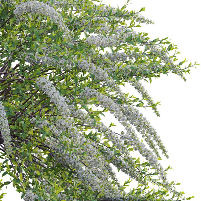 Spiraea Grefsheim – Garland Spiraea 01 - Image 4