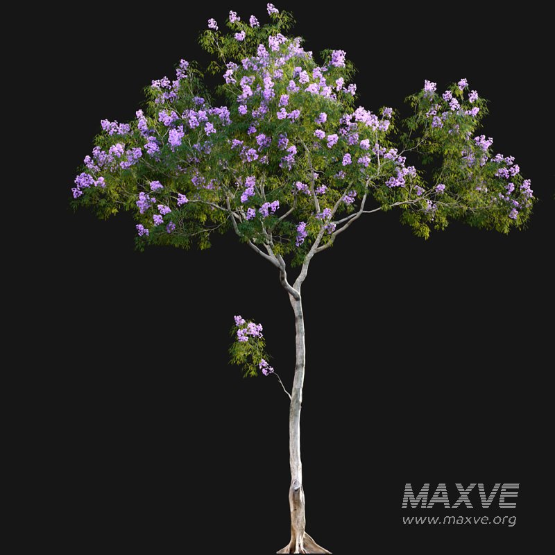 Jacaranda - Image 3