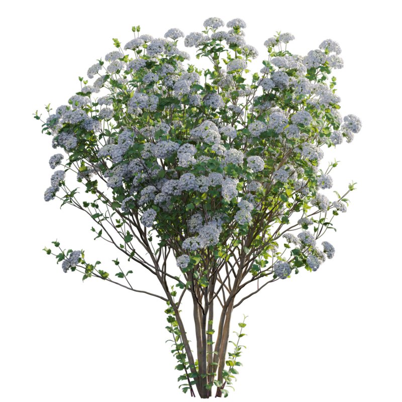 Viburnum opulus Roseum – European Cranberry bush 02 - Image 2