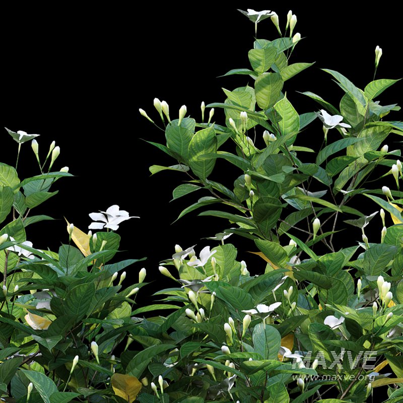 Gardenia augusta – Houttuynia – Gardenia jasminoide – 02 - Image 2