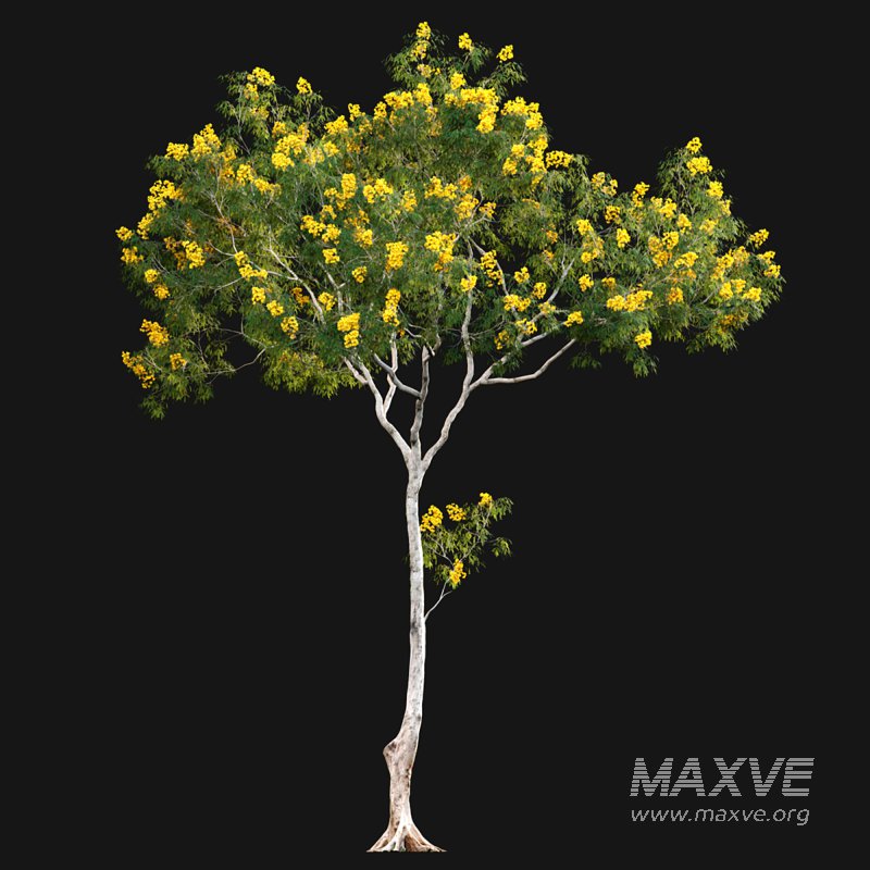 Cassia splendida – Golden Wonder Senna - Image 4