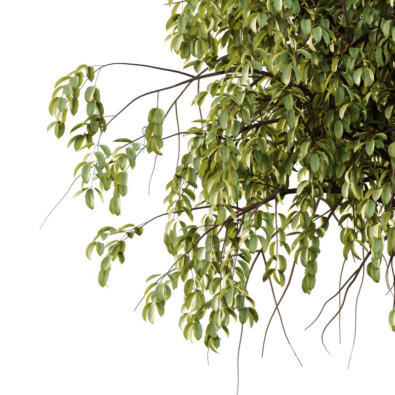 Parashorea Chinensis Tree 03 - Image 3