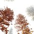 AV Plants Maidenhair Tree Ginkgo Biloba Winter Snow - Thumbnail 3