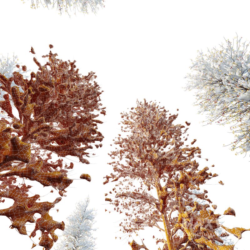 AV Plants Maidenhair Tree Ginkgo Biloba Winter Snow - Image 3