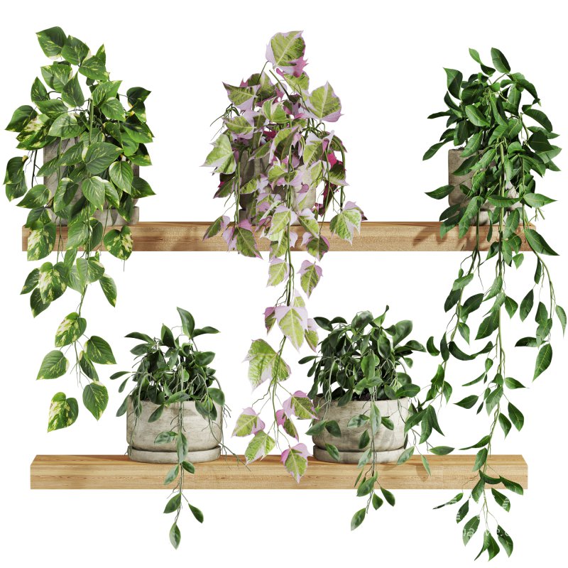 plants set on shelf - Image 1