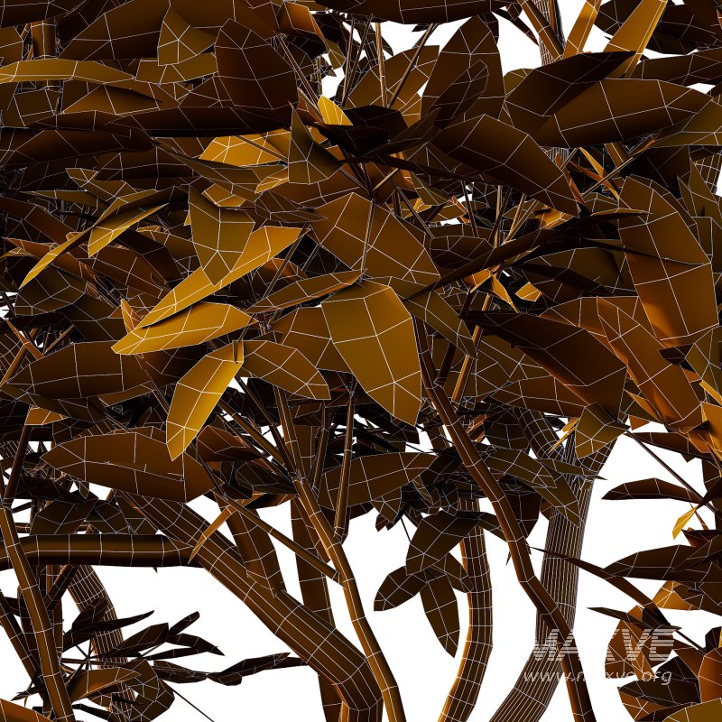 Eucalyptus Robusta Trees 09 - Image 4