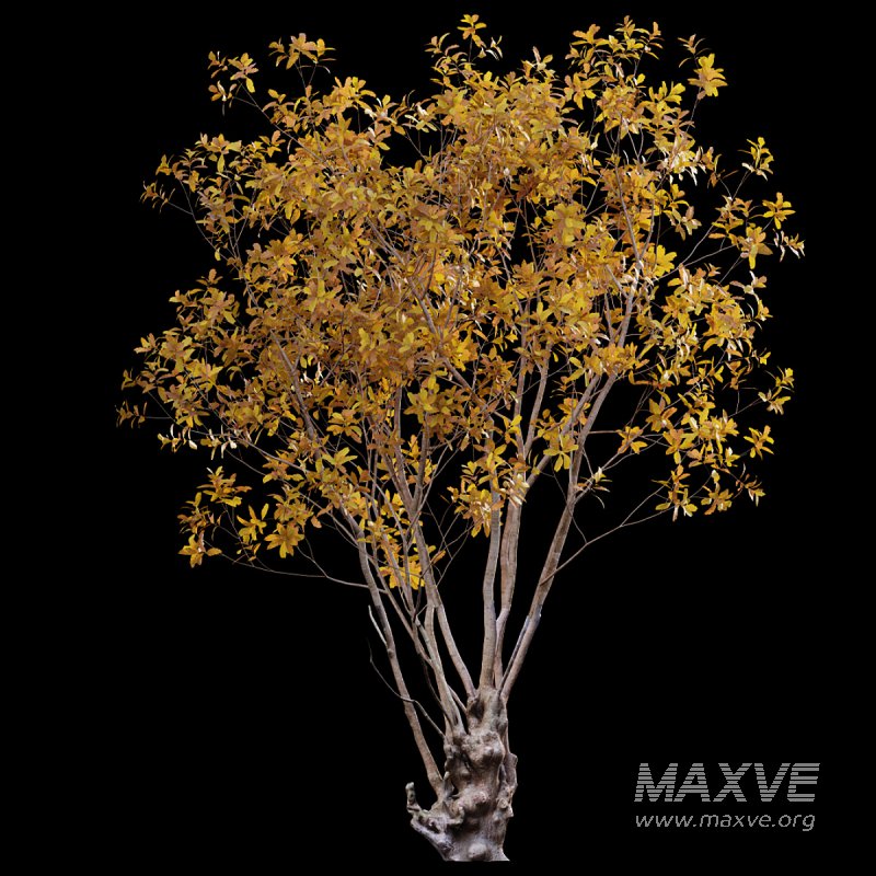 Barringtonia acutangula – fall - Image 3