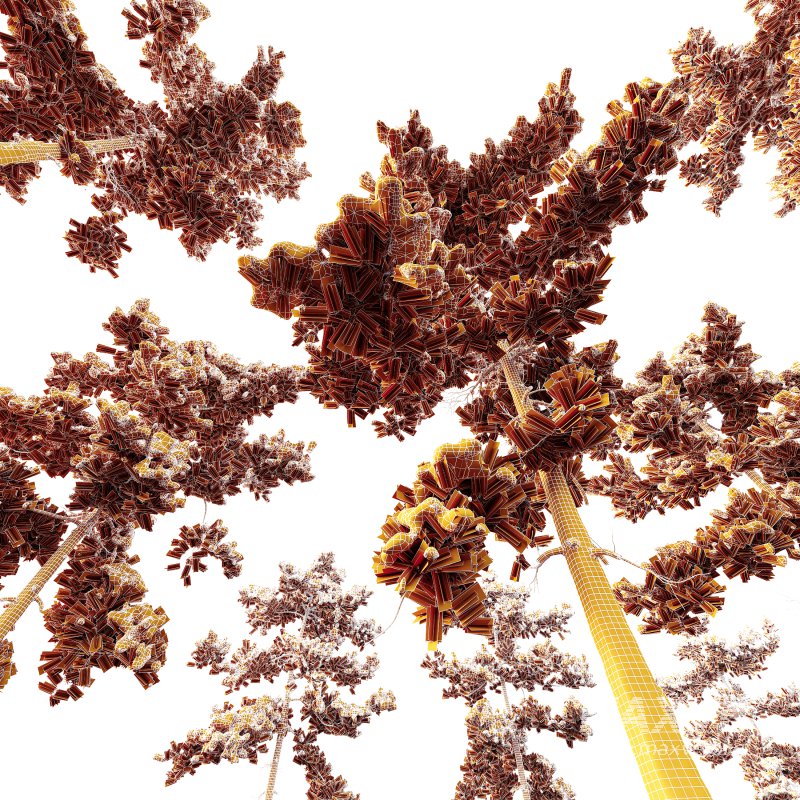 AV Plants Pinus Echinata Winter Snow Set03 - Image 4