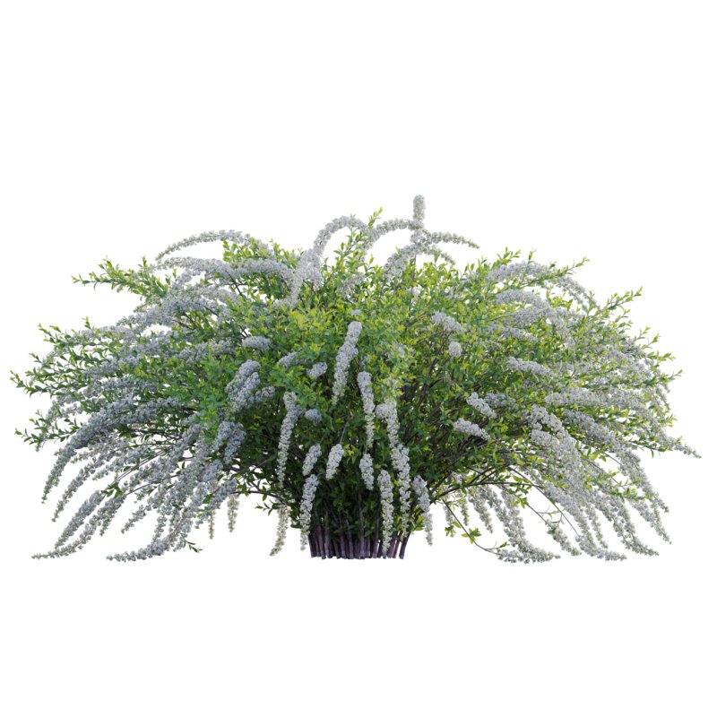 Spiraea Grefsheim – Garland Spiraea 02 - Image 3