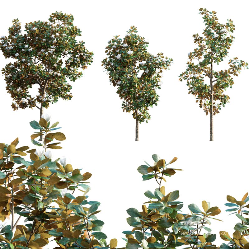 Magnolia grandiflora - Image 1