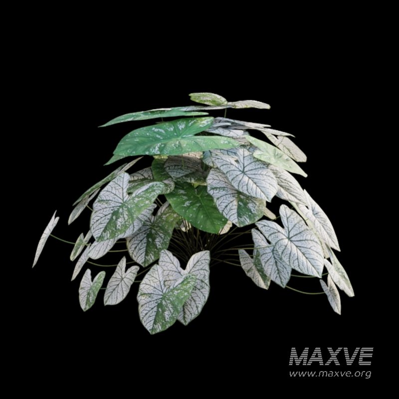 Caladium White Christmas – Angel Wings 02 - Image 4