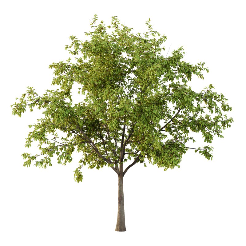 ntal tree for its tendency to bloom, flowers before leaves, earlier than the Japanese cherry Prunus serrulata. A tetraploid with 2n=32 chromosomes, it is used as rootstock for other flowering cherries. It is the parent of a number of hybrid cultivars. It is resistant to the fungal disease cherry leaf spot. P. pseudocerasus is near extinction in the wild due anthropogenic activities. - Image 2