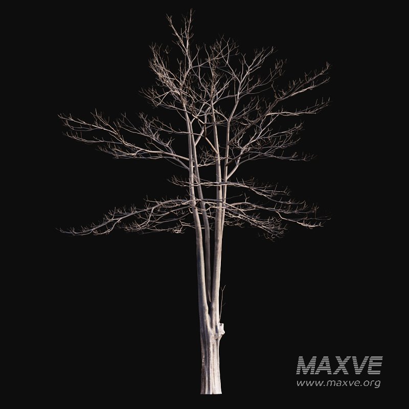 Alstonia scholaris – Snow - Image 4