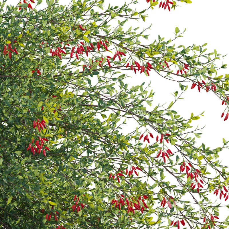 Berberis vulgaris – European barberry – Common barberry 04 - Image 5