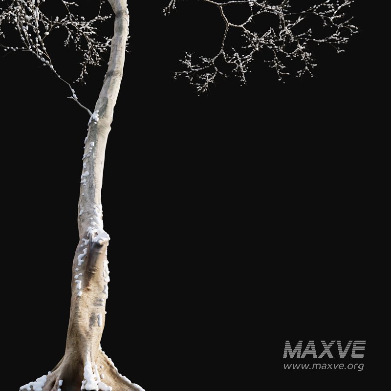 Dolonix regia – Royal Poinciana – Winter - Image 2