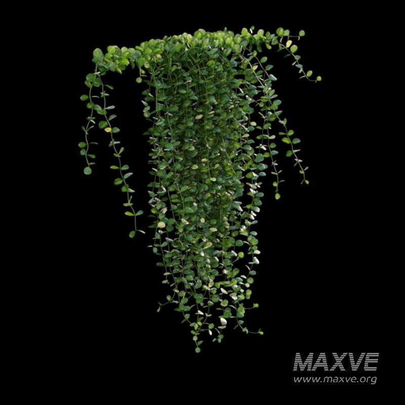 Dischidia Species – Rain of Coins - Image 3