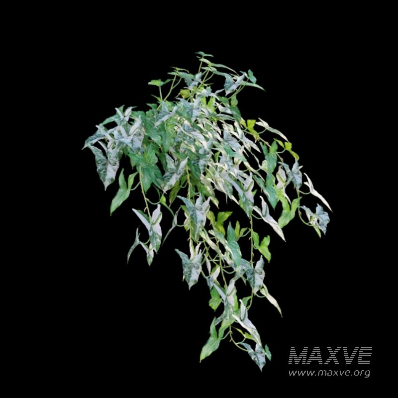 Syngonium Podophyllum - Image 2