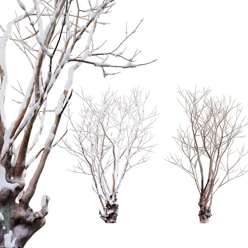 Barringtonia acutangula – winter – snow - Image 1